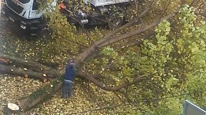 Die Bäume bei der „Dominikanerkaserne“ mussten fallen