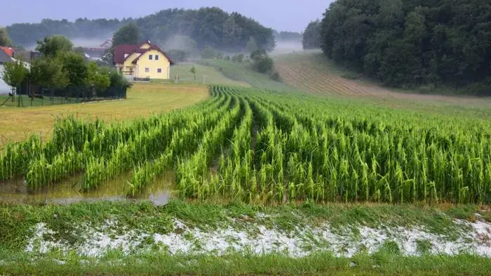 4,5 Millionen Euro Schaden haben heftige Gewitter am Mittwoch in der Südoststeiermark angerichtet...