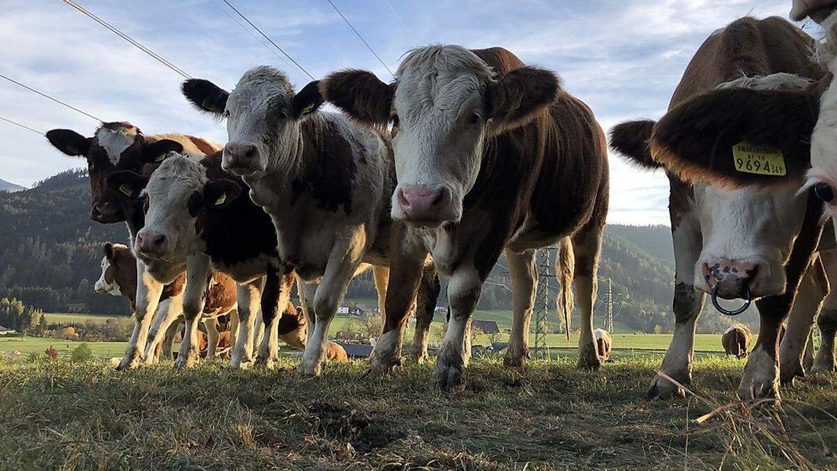 Die Zahl der Molkereilieferanten geht stetig zurück 