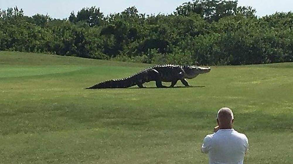 Golfer Charles Helmes staunte nicht schlecht, als er den Riesen-Alligator sah
