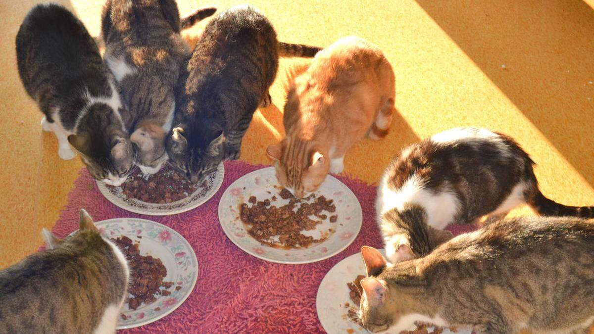 Tiere aus dem Tierschutzhaus Adamhof. Dieses könnte nun zwangsversteigert werden