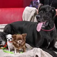 Eine Dogge (auf diesem Archivbild mit drei Chihuahuas) tötete in Vöcklamarkt einen Kleinhund