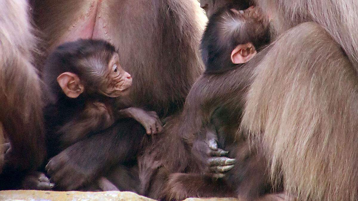 Die beiden Dschelada-Babys in der Tierwelt Herberstein