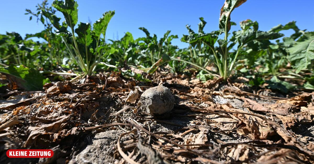 Lösung bei Dürrehilfen gefunden – 240 Millionen Euro für Bauern