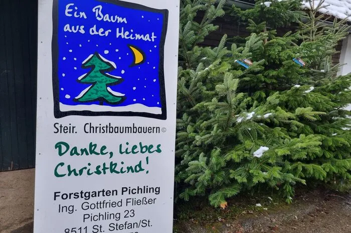 Im Forstgarten Pichling werden steirische Christbäume verkauft.