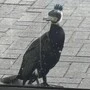 Der verletzte Kormoran steht vor der Tür