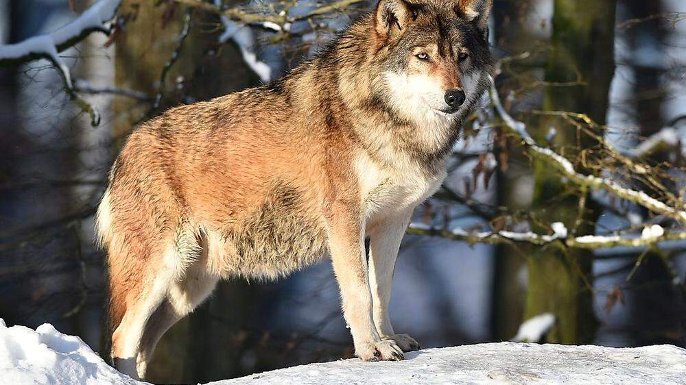 Junger Wolf, männlich und alleinstehend: Im Maurertal in Prägraten war er unterwegs. Experten haben dich Sichtung eindeutig bestätigt      