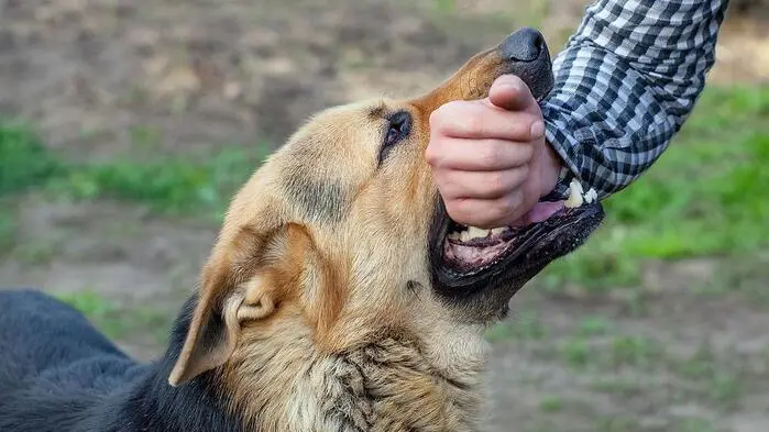Sujetfoto: Schäferhund beißt Mann in die Hand