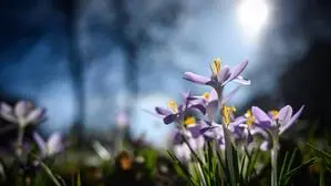 Lavendelfarbene Krokusse blühen im Vordergrund, im verschwommenen Hintergrund strahlt die Sonne zwischen den Bäumen durch