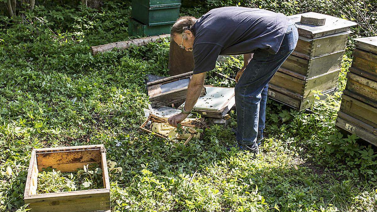 In Göltschach plünderte ein Bär bereits im Mai Bienenstöcke