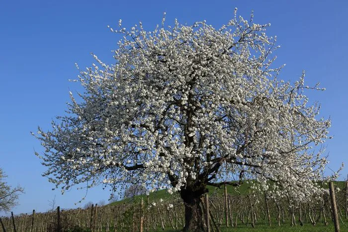 „Warum in die Ferne schweifen, liegt das Schöne doch so nah“, schrieb uns Erich Muhri, der diese wunderbare Pracht der Kirschblüte am Köpplingberg abgelichtet hat