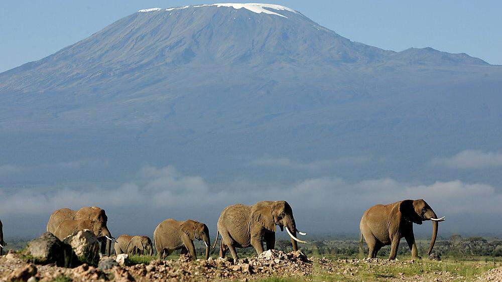 Elefantenherde unter dem Kilimandscharo in Afrika