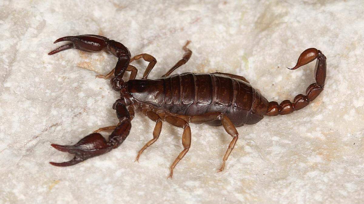 Die Karawanken zählen zu den Hotspots für Endemiten in Kärnten, auf dem Foto der Karawanken-Skorpion