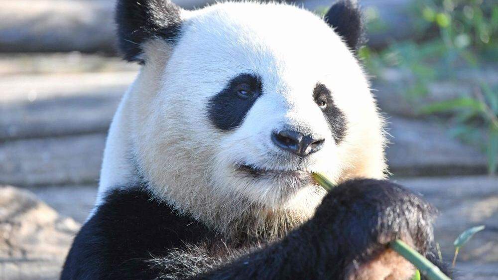 Das Schutzgebiet für die Pandas soll dreimal so groß werden wie der Yellowstone-Park 