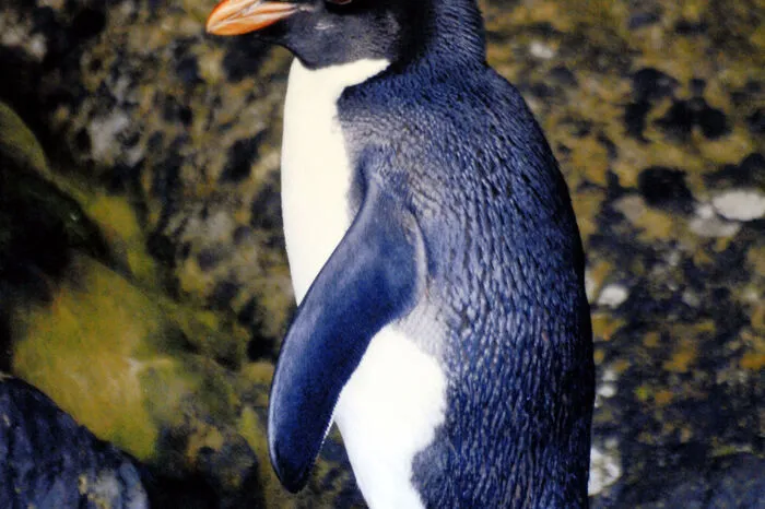 Der Aktionstag soll auf den Schutz der watschelnden Frackträger Aufmerksam machen. In Neuseeland können Pinguine in freier Wildbahn beobachtet werden.