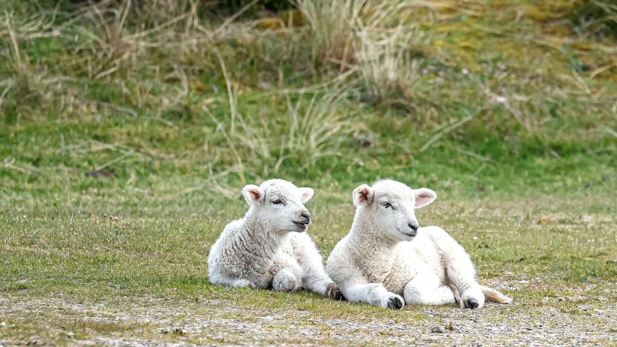 Lämmer sollen ebenfalls geschächtet worden sein (Symbolfoto)