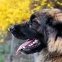 Leonberger gelten eigentlich als Familien- und Begleithunde und sind kinderfreundlich