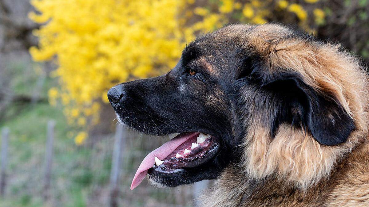 Leonberger gelten eigentlich als Familien- und Begleithunde und sind kinderfreundlich