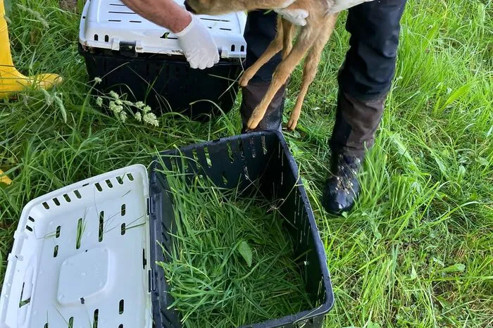 Die Jungtiere werden in Mutternähe wieder freigelassen.