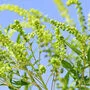 Ragweed (Ambrosia artemisiifolia oder auch als beufuß bekannt) ist eine hochallergene Pflanze, deren Pollen bei sensibilisierten Menschen Heuschnupfen verursacht sowie zu Asthma führen kann, erläuterte die MedUni Wien am Freitag in einer Aussendung