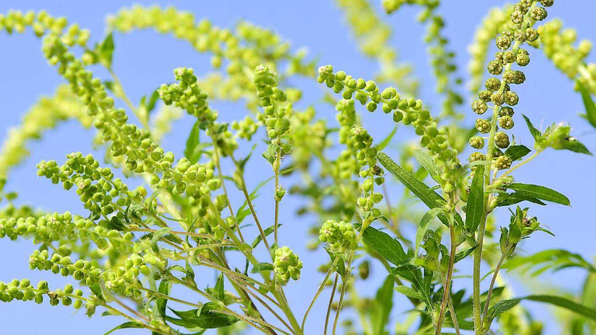 Ragweed (Ambrosia artemisiifolia oder auch als beufuß bekannt) ist eine hochallergene Pflanze, deren Pollen bei sensibilisierten Menschen Heuschnupfen verursacht sowie zu Asthma führen kann, erläuterte die MedUni Wien am Freitag in einer Aussendung