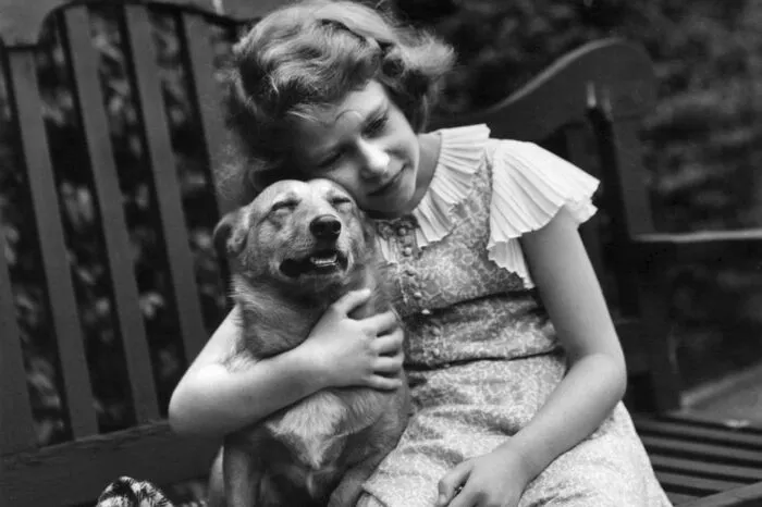 Corgis wurden vor allem 1944 bekannt, als die damalige Prinzessin Elizabeth zu ihrem 18. Geburtstag den Welpen Susan erhielt, die später eine königliche Corgi-Dynastie begründen sollte.