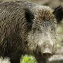 Dem Wildschwein fehlte das Haupt