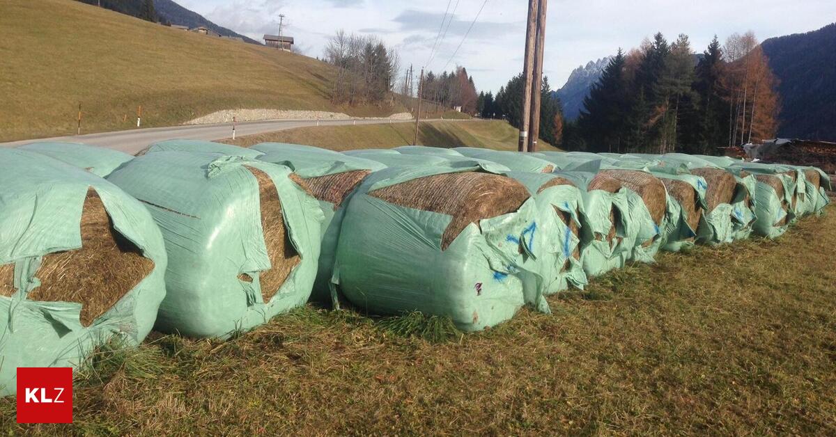 Bello-und-die-Ballen-Vors-tzliche-oder-fahrl-ssige-Sachbesch-digung-