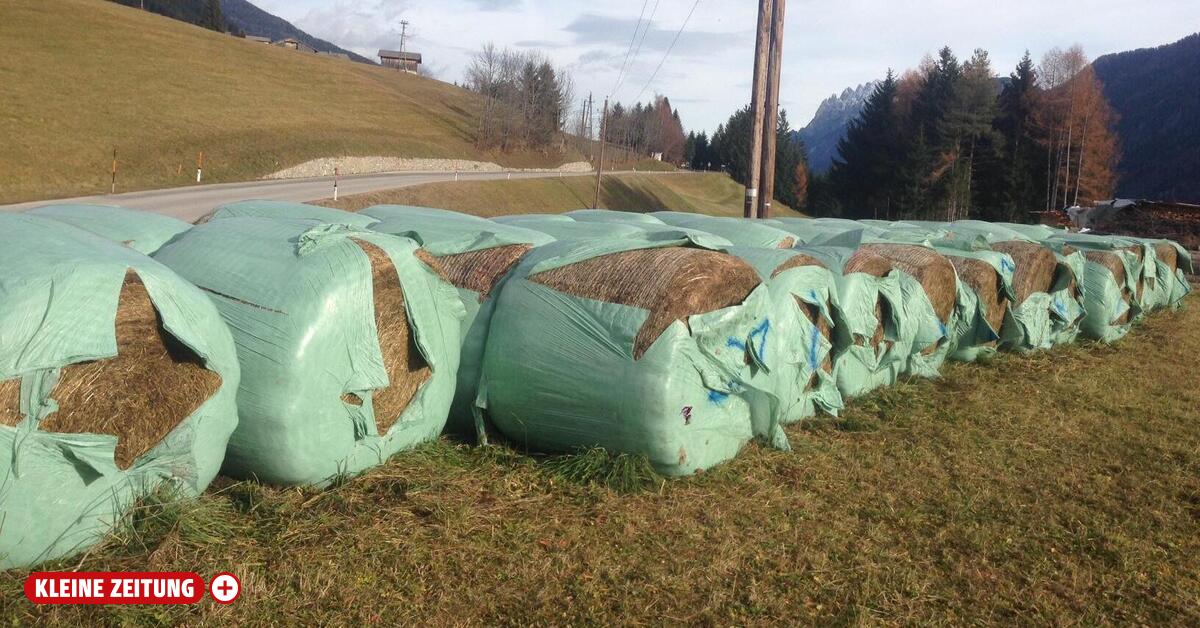 Bello und die Ballen: Vorsätzliche oder fahrlässige Sachbeschädigung?