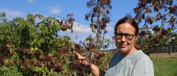 Manuela Pieber führt den nördlichsten Holunderbaubetrieb im Bezirk Weiz – doch auch hier gibt es heuer Dürreschäden