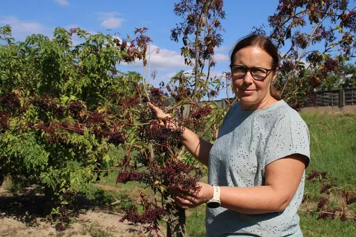 Manuela Pieber aus Anger in einer Anlage, wo der Schaden aufgrund der Dürre bei 50 Prozent liegt