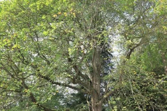 Eine der größten Ulmen im Besitz des Naturschutzbundes bei Mürzzuschlag