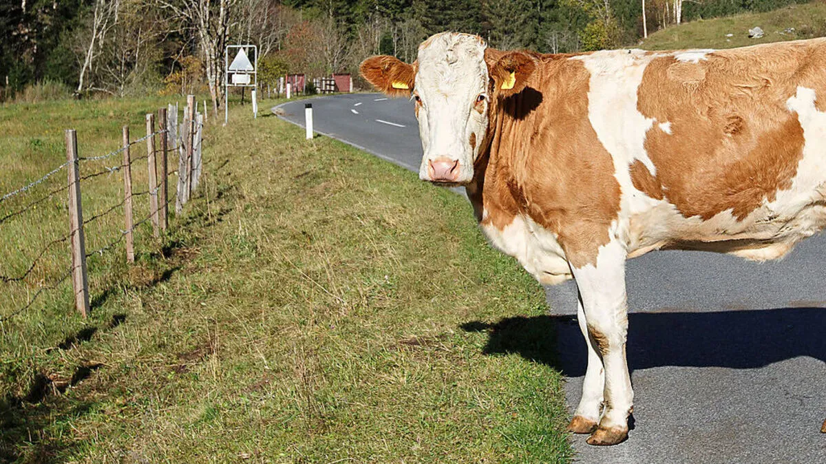 Bei gefährlichen Straßen zwischen Stall und Weide gab es bis dato eine Ausnahme von der Weidepflicht - künftig laut EU nicht mehr
