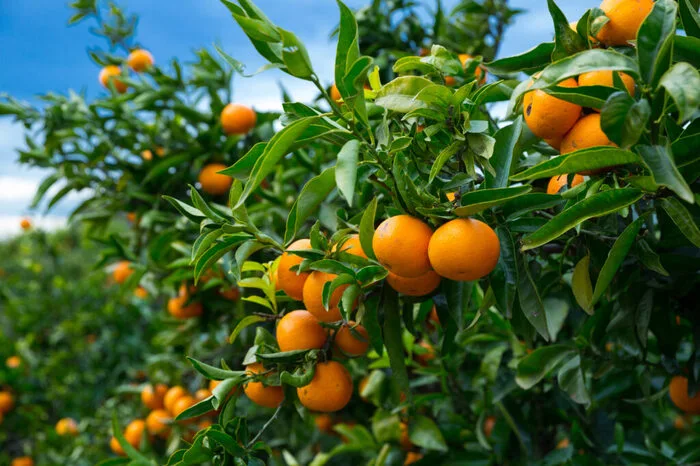 Mandarinenfest Makarska