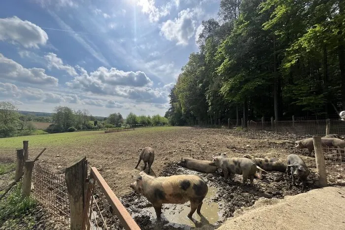 Für seine Weideborstis ist Wolfgang Dunst nur das Beste gut genug - so geht "Schöner Wohnen auf Schweinisch".