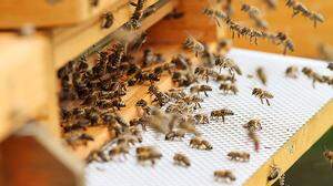 Der Schutz der Carnica-Biene wird auch in Villach groß geschrieben. Der Bezirk verzeichnet 4000 Bienenvölker