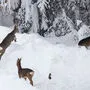 Die Tiere finden kaum etwas zum Fressen