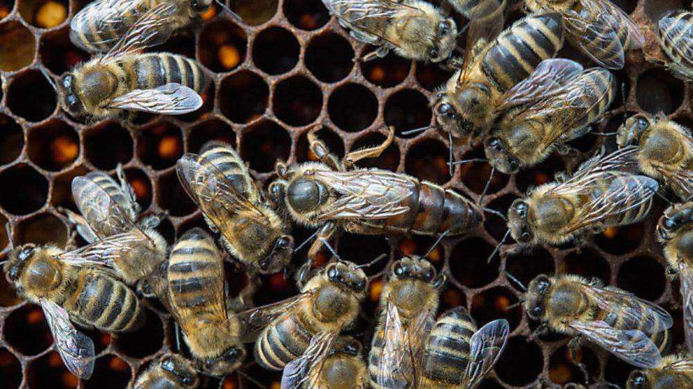 Streit um Bienenschutz