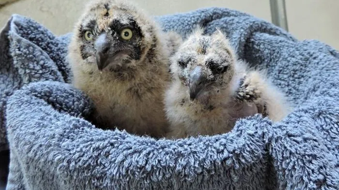 Sumpfohreulen-Babys nach Mähunfall in Pflege