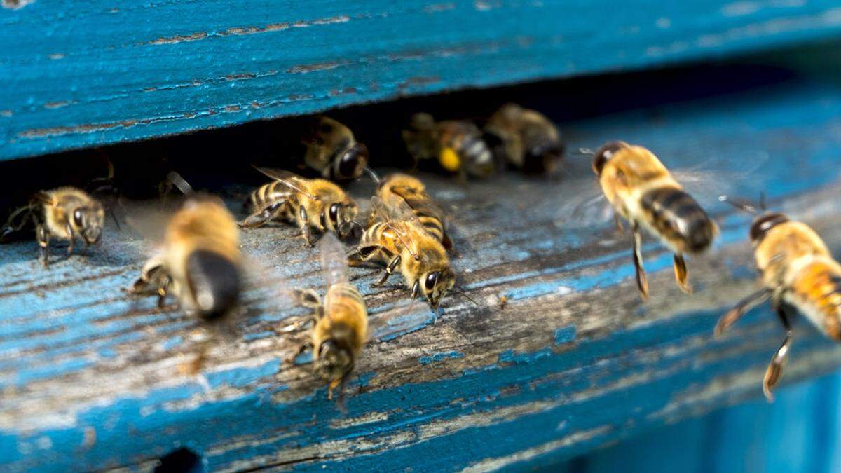 Der 47-Jährige hatte seine Obstbäume entgegen den Bestimmungen während der Blüte mit einem für Bienen gefährlichen Mittel gespritzt.