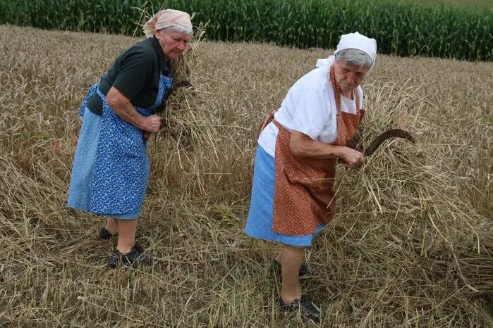 Das reife Getreide wurde mit der Wurfsense händisch gemäht, mit einer Sichel aufgehoben und zu Garben gebunden.