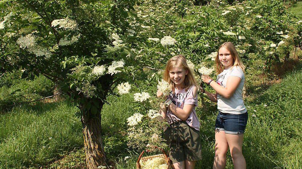 Lena und Hannah helfen bei der Ernte der Holunderblüten auf dem Hof der Familie Griesbacher in Gnas mit