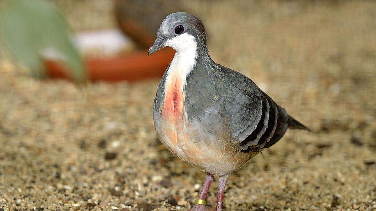 Sujetbild: Eine Taube aus dem Tiergarten Schönbrunn mit spezieller Färbung