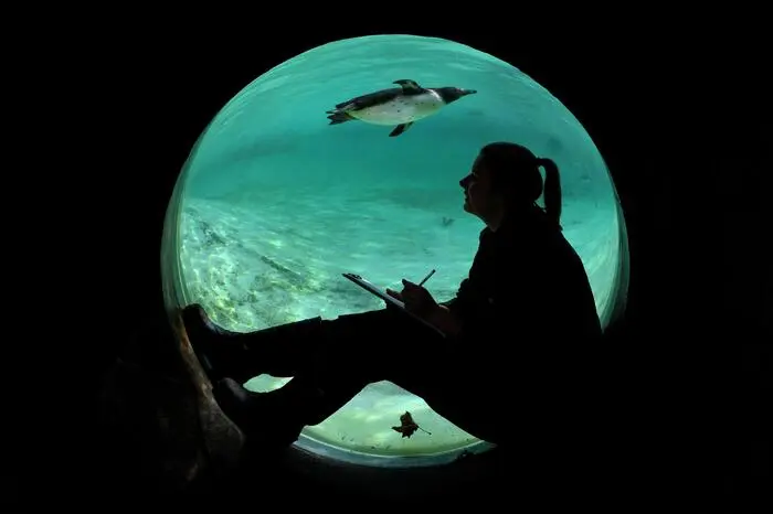 Im Aquarium zählten die Tierpfleger unter anderem die Humboldtpinguine durch.
