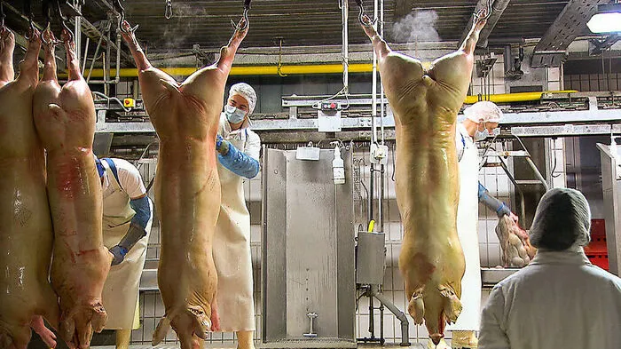 Kein Appetitanreger, sondern Realität: "Unser Schnitzel" 