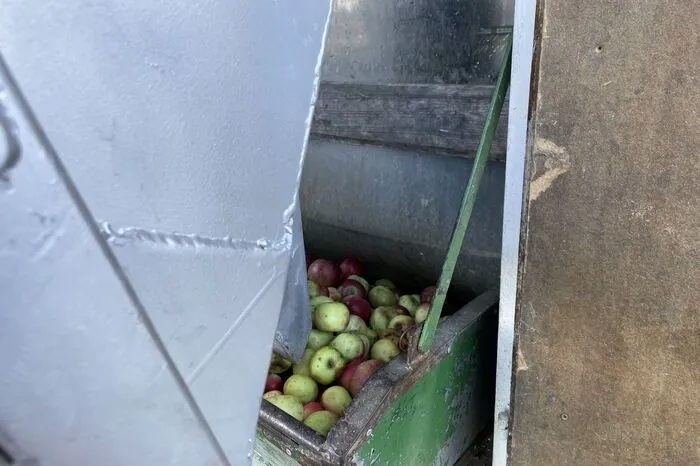 Bevor gepresst wird, muss das Obst noch gewaschen werden.