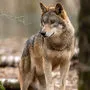 Steiermark gibt ersten Wolf zum Abschuss frei (Symbol)