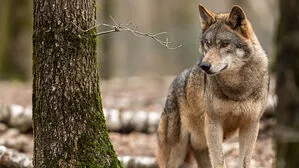 Steiermark gibt ersten Wolf zum Abschuss frei (Symbol)