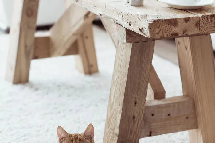 Ängstlichkeit. Man weiß nicht immer was Katzen erlebt haben, bevor man sie adoptiert. Oft sind schlimme Erlebnisse in der Vergangenheit der Grund dafür, dass Tiere ängstlich sind. So hilft man der Katze, ihre Scheu zu verlieren: Ruhe und Geduld sind der Schlüssel, um ihr Vertrauen zu gewinnen. „Man darf das Tier nicht bedrängen, zum Streicheln zwingen, sondern muss warten, bis es von selber zu einem kommt“, sagt Michaela Schneider. Immer mit ruhiger Stimme mit dem Stubentiger sprechen und artgerecht kommunizieren (Blinzeln ist das Lächeln der Katze). Viele Samtpfoten vergessen ihre Schüchternheit, wenn man mit ihnen spielt.