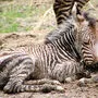 Anfang Mai wurde das Hartmann-Bergzebra-Fohlen geboren